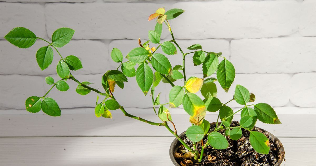 Почему желтеют и опадают листья у розы комнатной: причины и способы решения проблемы