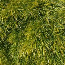 Акация узколистная (Acacia tenuifolia) Limelight