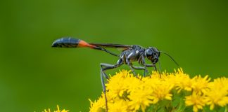 Аммофилы — чем полезны для сада эти роющие осы?