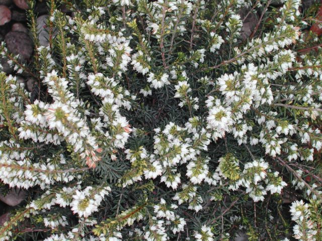 Эрика дарленская «Вайт Перфекшн» (Erica darleyensis ‘White Perfection’)