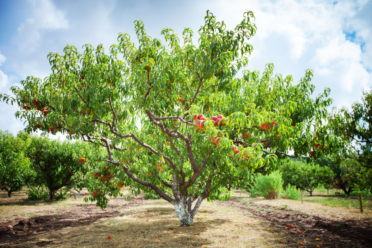 Fruit tree (tree), fruit fantasy