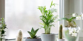 Готовим комнатные растения к зимовке