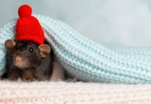 Как избавиться от мышей?