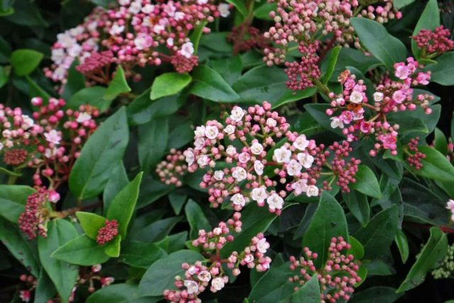 Калина лавролистная «Ева Прайс» (Viburnum tinus ‘Eve Price‘)