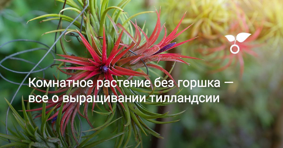 Тилландсия — всё о выращивании и уходе в домашних условиях. Фото ...