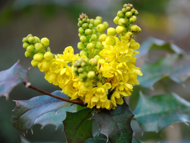 У магония падуболистной (Berberis aquifolium) ароматные золотисто-желтые цветки, которые собраны в кисти 5-7 см длиной. Они появляются весной и привлекательны для опылителей, таких как пчелы и бабочки