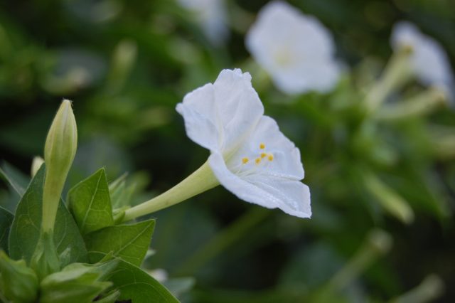 Мирабилис «Альба» (Mirabilis Jalapa 'Alba') - белый сорт с легким цитрусовым ароматом, который дает самосев