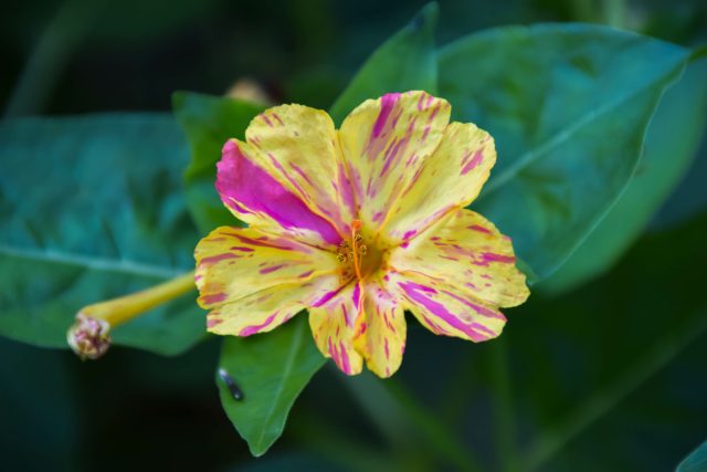 Мирабилис «Калейдоскоп» (Mirabilis Jalapa 'Kaleidoscope') имеет разноцветные, розовые, желтые и белые цветки с интересными вкраплениями и прожилками