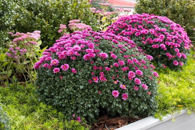 Поместите высокие сорта очитка позади ряда хризантем или выберите низкорослые сорта, чтобы посадить их в качестве бордюра перед ними