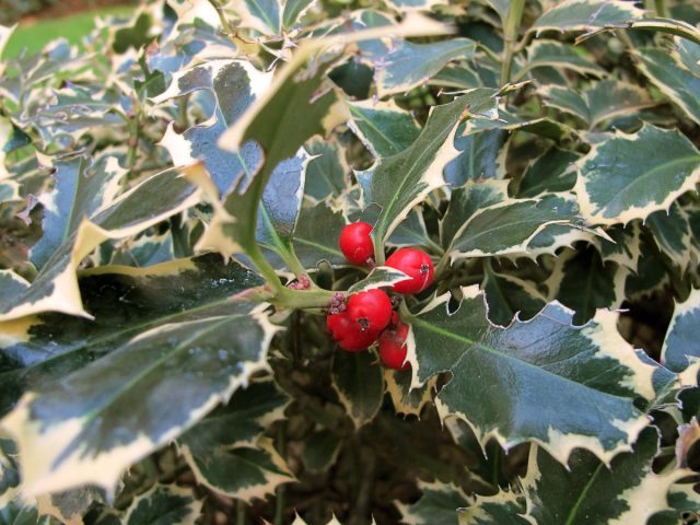 Падуб остролистный «Сильвер Квин» (Ilex aquifolium ‘Silver Queen’)