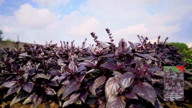 Фиолетовый базилик «Пурпурные звёзды» обладает умеренным пряным вкусом и нежным ароматом