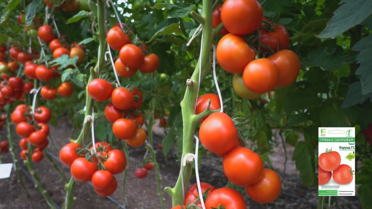 Рекомендации по выращиванию овощных культур в Ненецком автономном округе