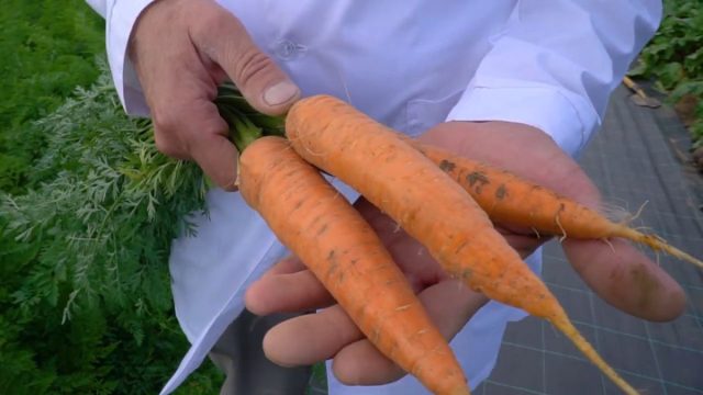 К новинкам моркови относится гибрид «Мустанг». Она пригодна для использования в свежем виде, приготовления любых горячих блюд, соков и салатов.