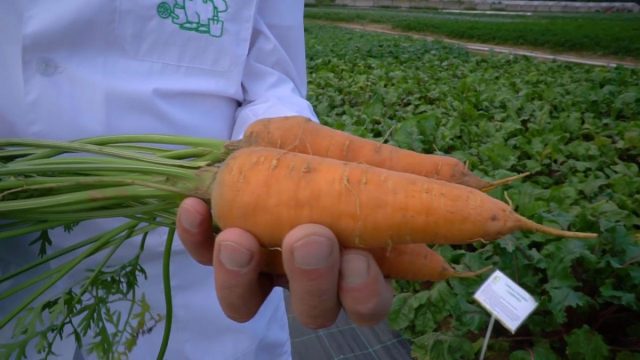 К новинкам моркови относится гибрид «Мустанг». Она пригодна для использования в свежем виде, приготовления любых горячих блюд, соков и салатов