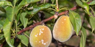 Самые распространенные заболевания и вредители персиков