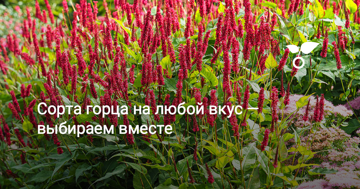 Купить Цветок Горец В Ярославле