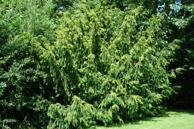 Тис ягодный «Довастонии Ауреа» (Taxus baccata ‘Dovastonii Aurea’)