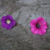 У сорта петунии «Бланкет Вайлет» (слева) цветки оказались мельче дикой формы
