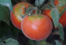 Всё о выращивании томатов-персиков — сорта, описание и мой опыт