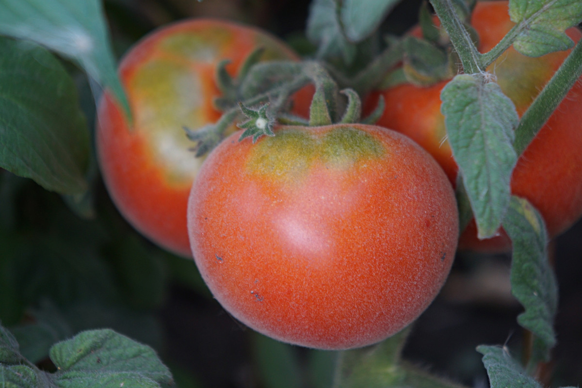Всё о выращивании томатов-персиков — сорта, описание и мой опыт. Фото —Ботаничка