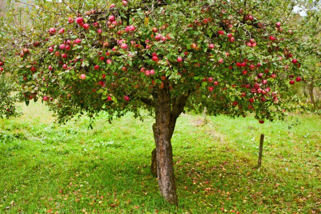 Яблоне требуется солнечное место и плотная, глинистая, богатая, но хорошо дренированная почва