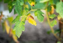 Желтые листья у томатов — причины и способы устранения