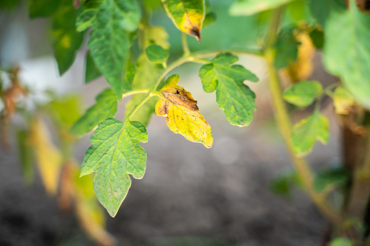 Почему желтеют листья у рассады помидор: основные причины и способы борьбы