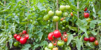 10 опасных болезней томатов