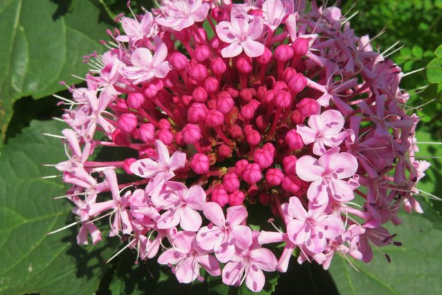 Клеродендрум Бунге при общем привлекательном облике, пышном цветении и приятном аромате цветков обладает неприятным запахом при контакте с листьями и стеблями