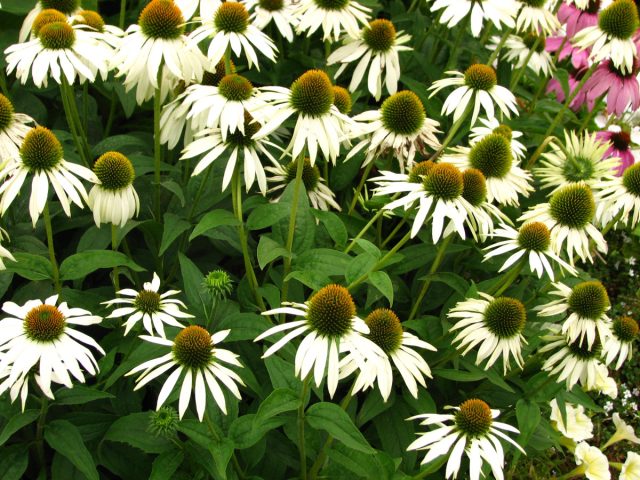 Эхинацея «Вайт Свон», «Белый лебедь» (Echinacea purpurea ‘White Swan’)