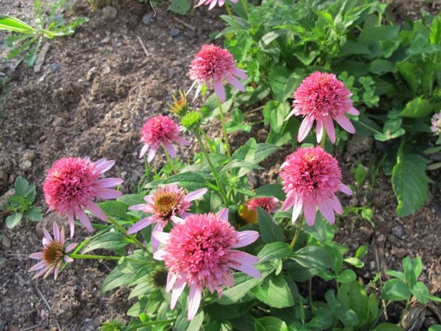 Эхинацея «Поцелуи бабочки» (Echinacea purpurea 