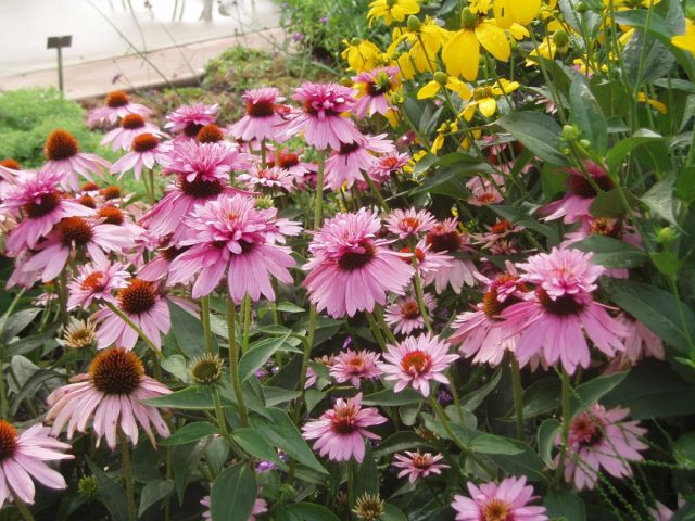 Эхинацея «Даблдекер» (Echinacea purpurea 