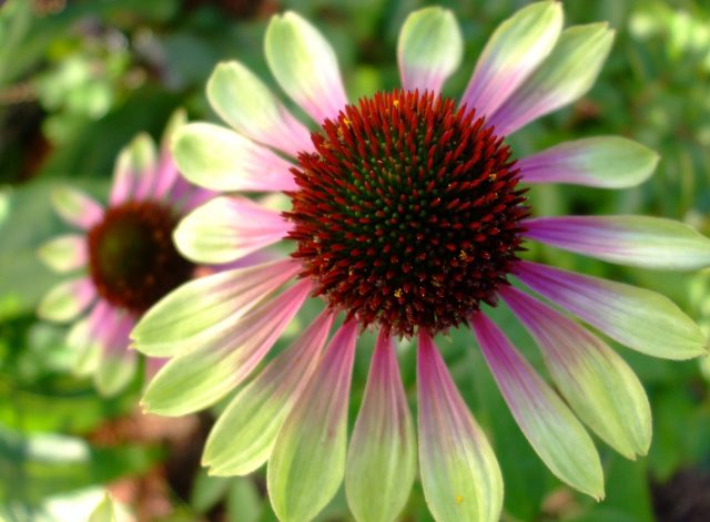 Эхинацея «Грин энви» (Echinacea purpurea 