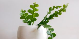 Эпифиллум угловатый — все об уходе и выращивании этого кактуса