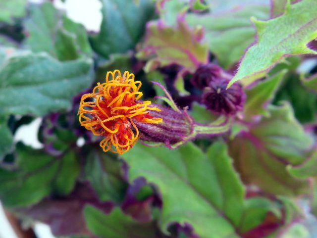 Неприятный аромат у цветков гинуры оранжевой. Но декоративность растения обеспечивается фиолетовым опушением листьев и стеблей, цветки красотой не блещут и ими можно легко пожертвовать
