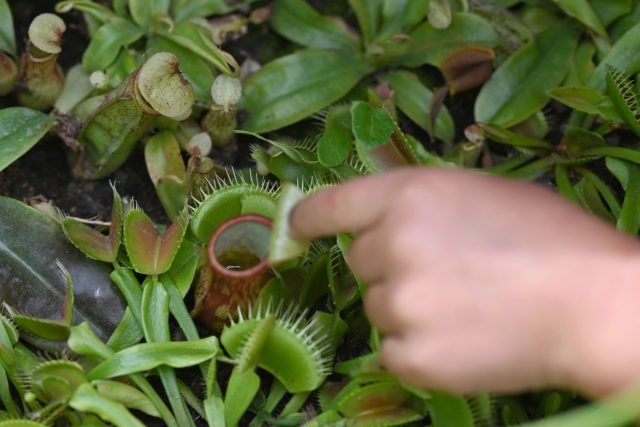 Тыкать пальцами или разными предметами в ловчие волоски юных растений не рекомендуется: количество реагирований у каждого листа ограничено, лишнее срабатывание ускоряет старение листа и тратит впустую ресурсы растущего растения