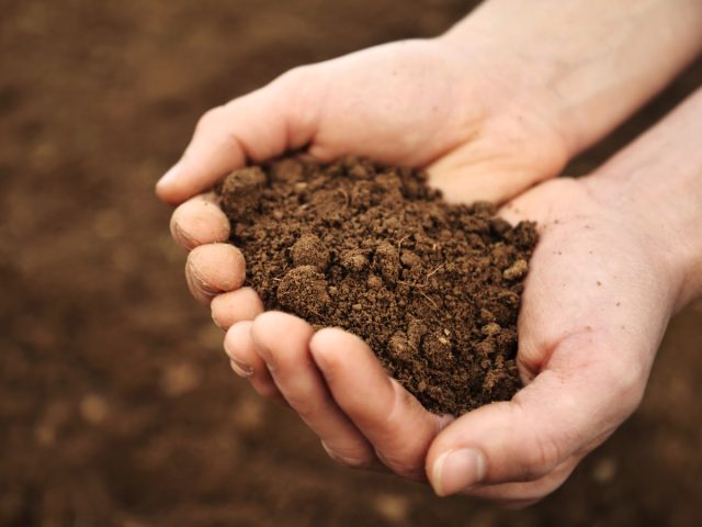 Хосты предпочитают суглинистую почву и им лучше всего подходит хорошо дренированный, влагоудерживающий, богатый субстрат.