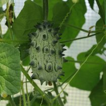 Кивано (Cucumis metuliferus)