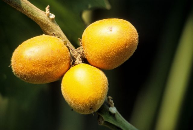 Кокона (Solanum sessiliflorum)