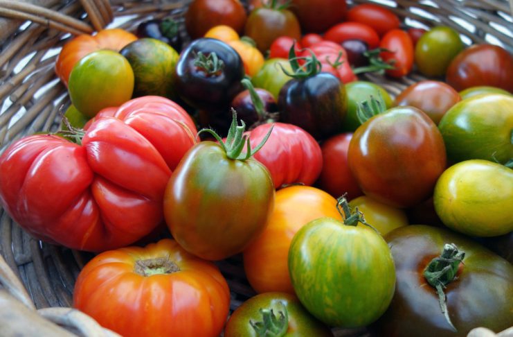 Лучшие томаты от компании «Ваше хозяйство»