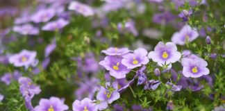 Нирембергия – нежный многолетник для вашего цветника
