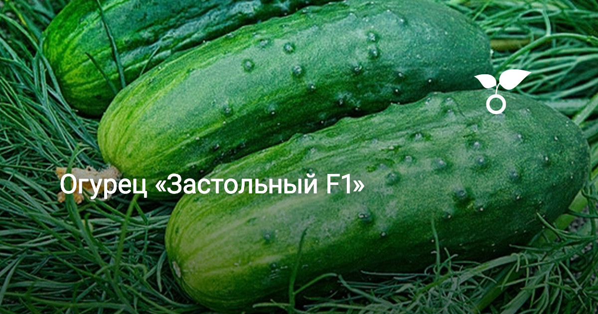 Огурец «Застольный F1» — Ботаничка