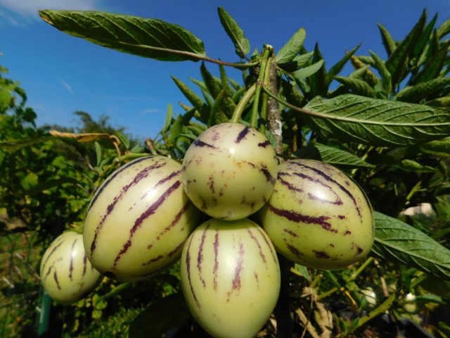 Пепино (Solanum muricatum)