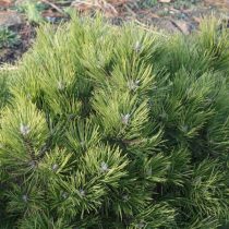 Сосна черная «Хельга» (Pinus nigra 'Helga')