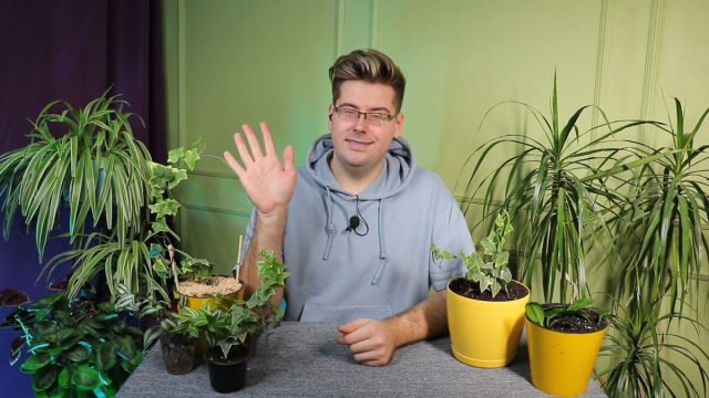 Вертикальное озеленение — что это и какие растения использовать?