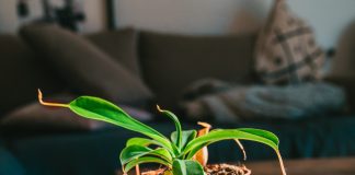 Вонючие комнатные растения — какие бывают и зачем их выращивать?