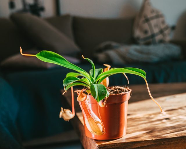 Вонючие комнатные растения — какие бывают и зачем их выращивать?