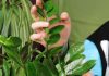 Замиокулькас относится к ароидным. Это красивое, мощное, вечнозелёное растение является типичным суккулентом. Ну а второе название – долларовое дерево оно получило за характерный вид насыщенно-зелёных листьев