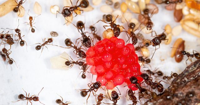 Как избавиться от муравьев дома?