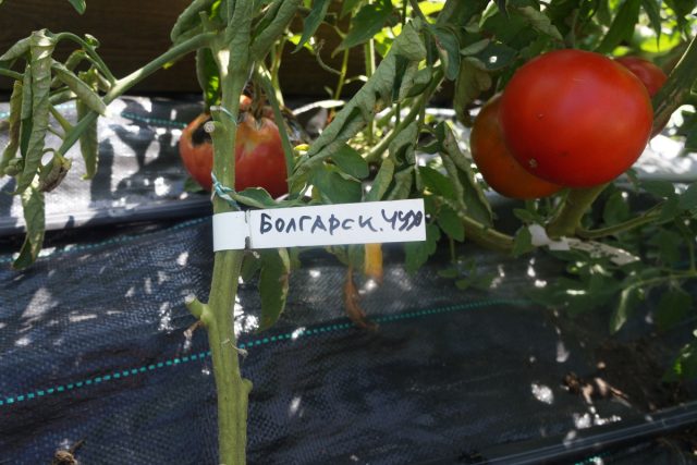 Томат «Болгарское чудо» (Tomato Bulgarian Wonder)